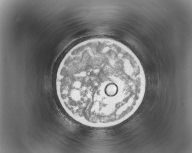 X0000068840828200605081237