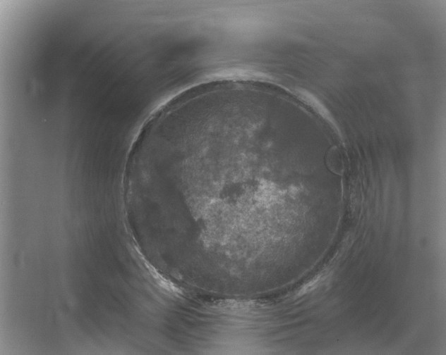 X0000068840831200605081237