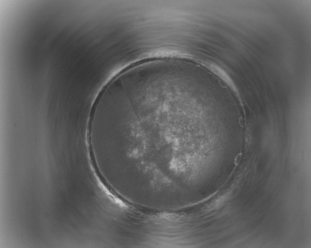 X0000068840847200605081237