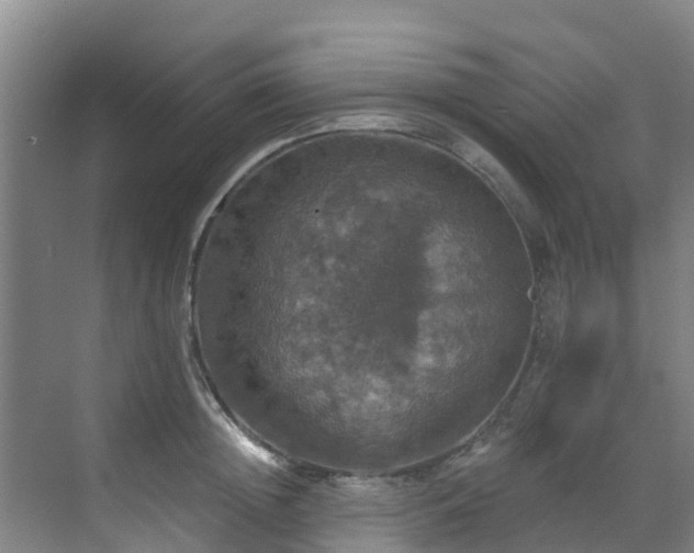 X0000068840852200605081237