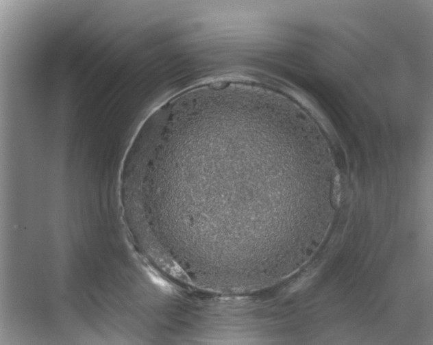 X0000068840858200605081237