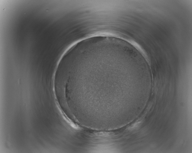 X0000068840862200605081237