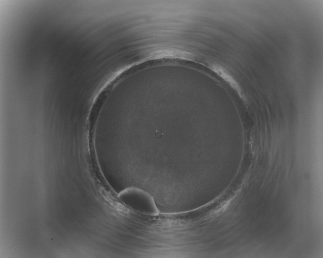 X0000068840877200605081236