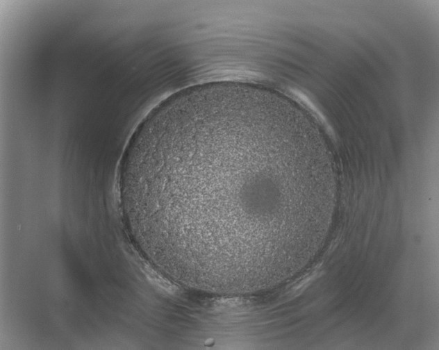 X0000068840883200605081236