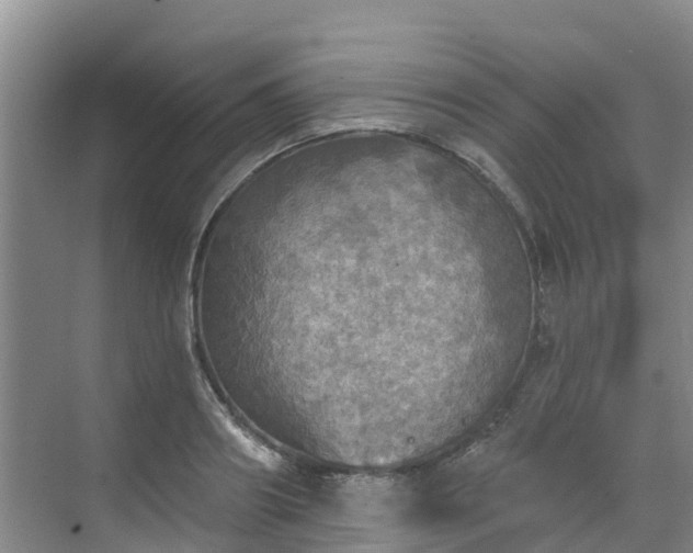 X0000068840890200605081236