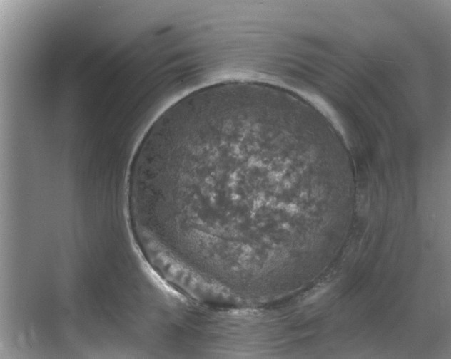 X0000068840903200605081236