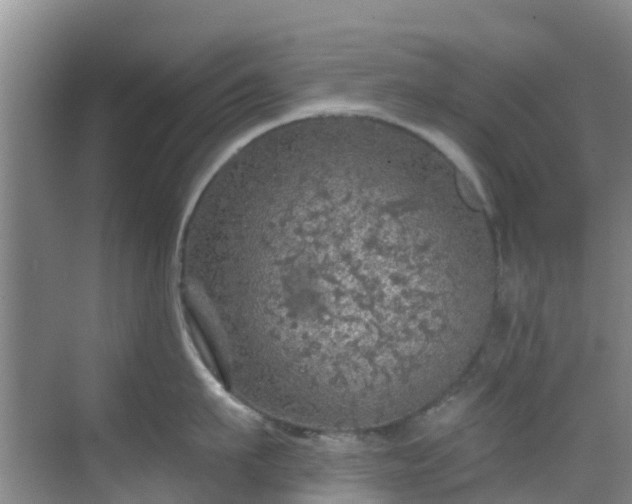 X0000068840911200605081236