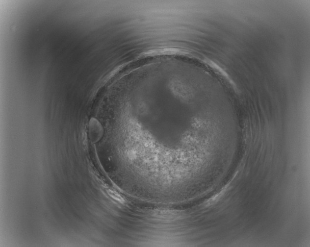 X0000068840921200605081235