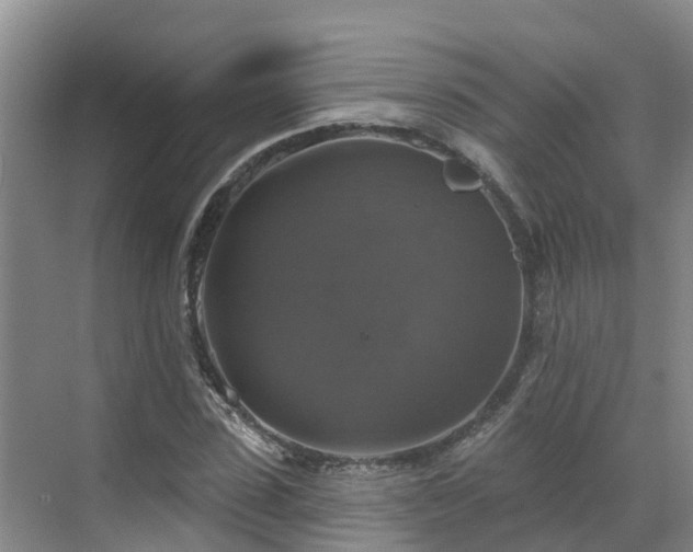 X0000068840923200605081235