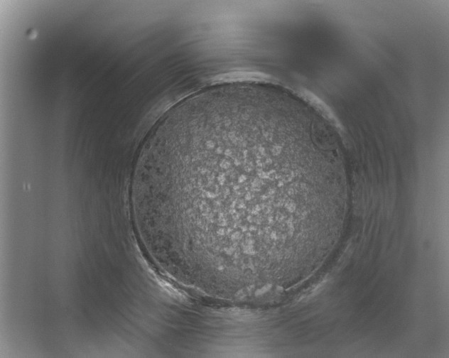 X0000068840937200605081235