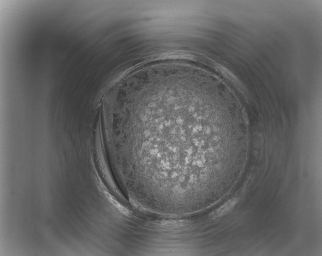 X0000068840985200605081235