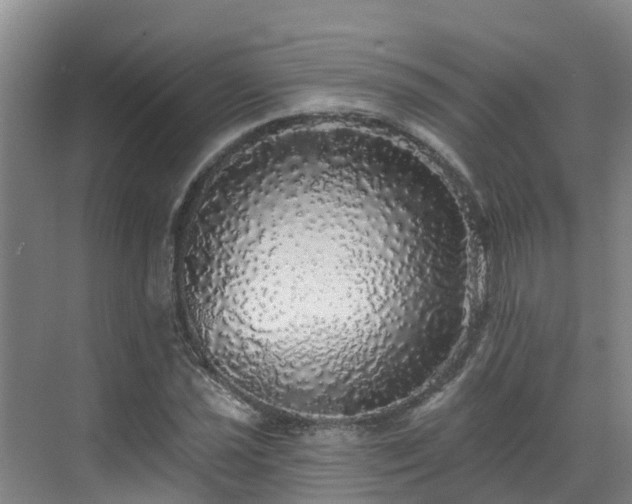 X0000068841021200605081234