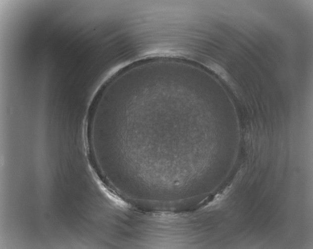 X0000068841030200605081234