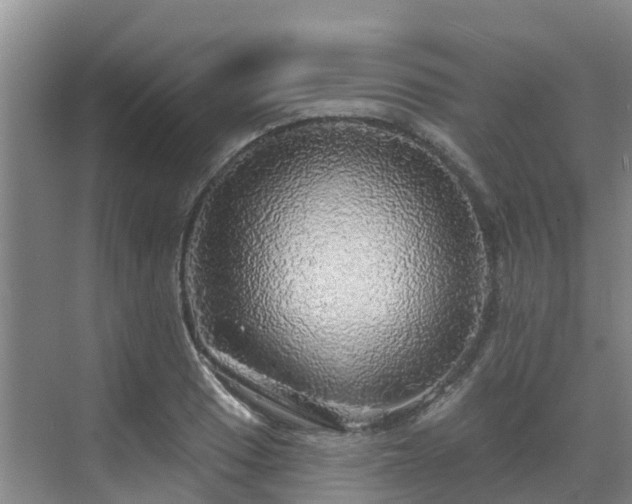 X0000068841033200605081234