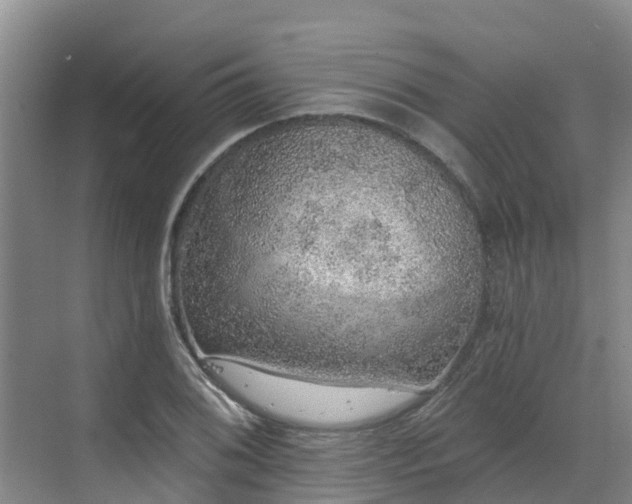 X0000068841076200605081233