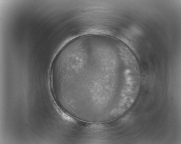 X0000068841094200605081233