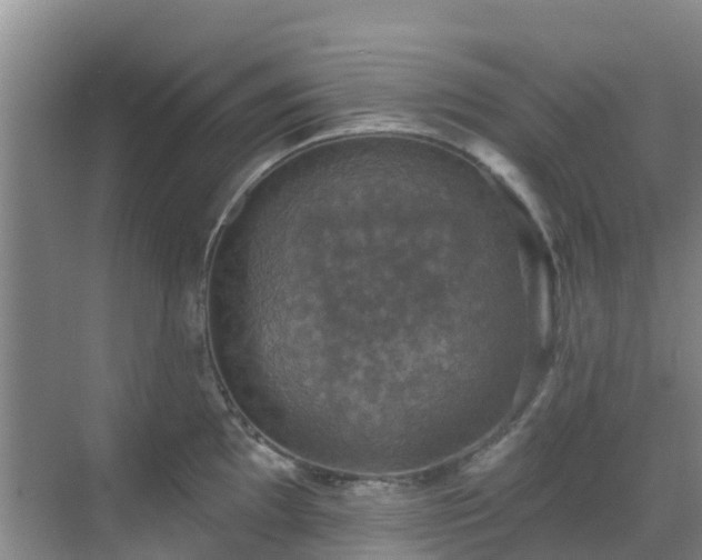 X0000068841097200605081233