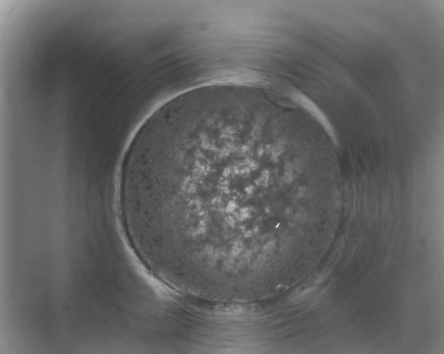 X0000068841099200605081233