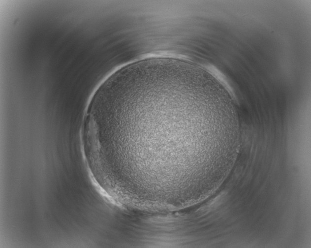 X0000068841100200605081233