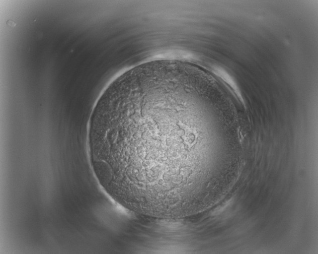 X0000068841103200605081233