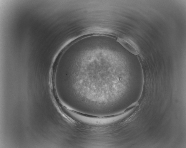 X0000068841128200605081232