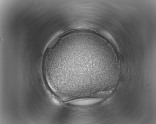 X0000068841138200605081232