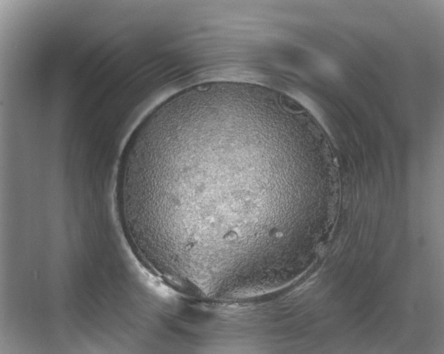 X0000068841139200605081232