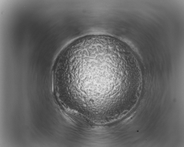 X0000068841175200605081231