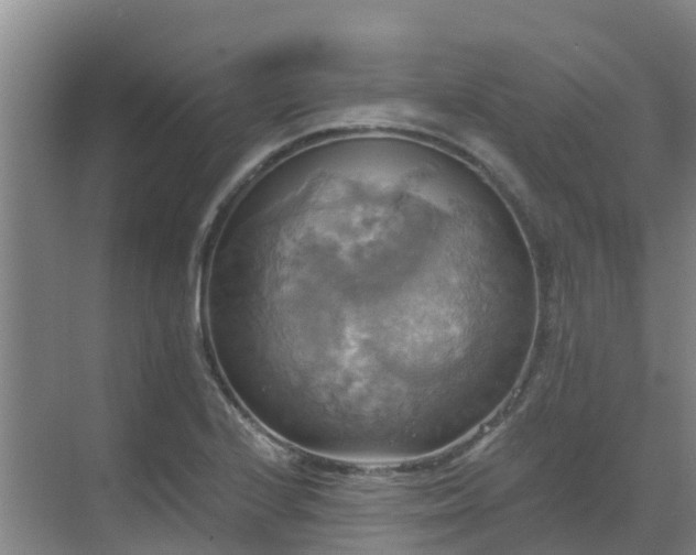 X0000068841224200605081231