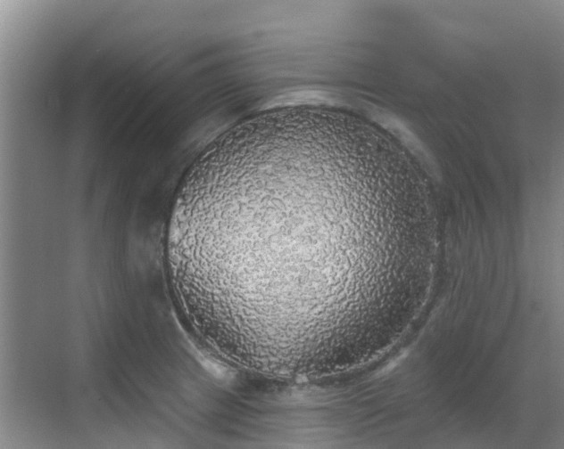 X0000068841233200605081231