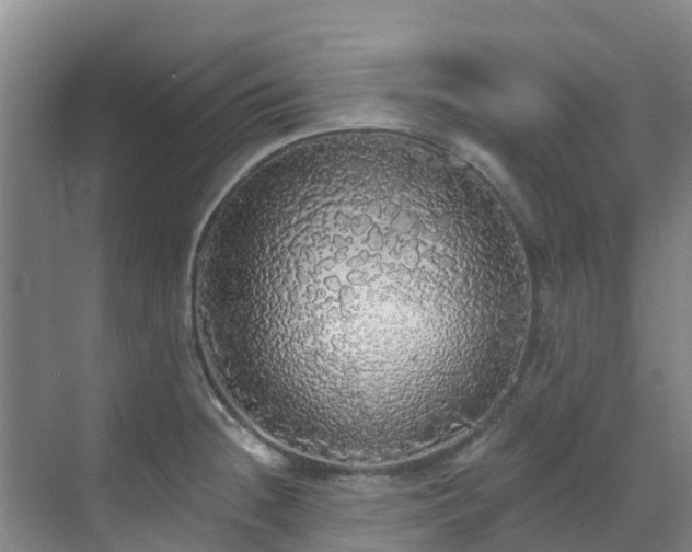 X0000068841236200605081231