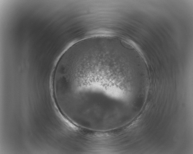 X0000068841243200605081231