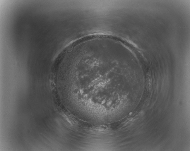 X0000068841255200605081230