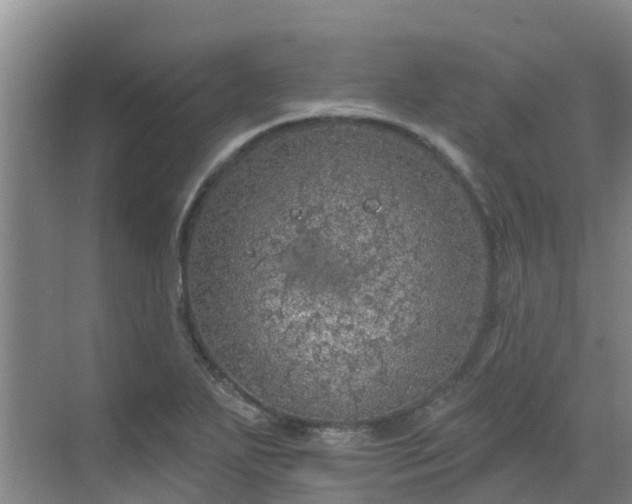 X0000068841271200605081230