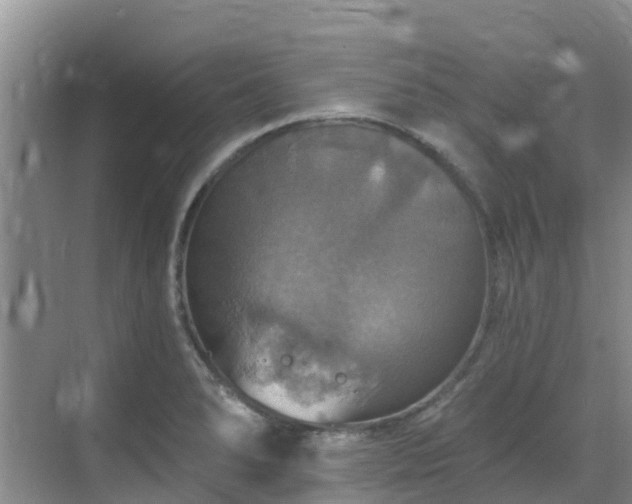 X0000068841278200605081230