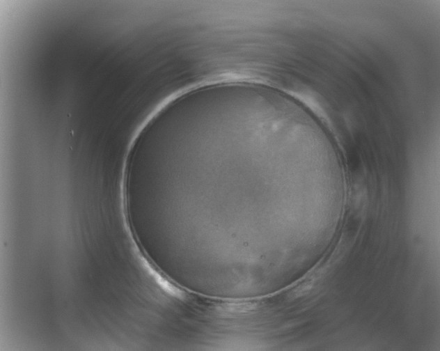 X0000068841294200605081229