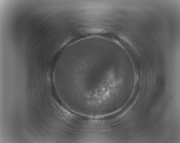 X0000068841305200605081229