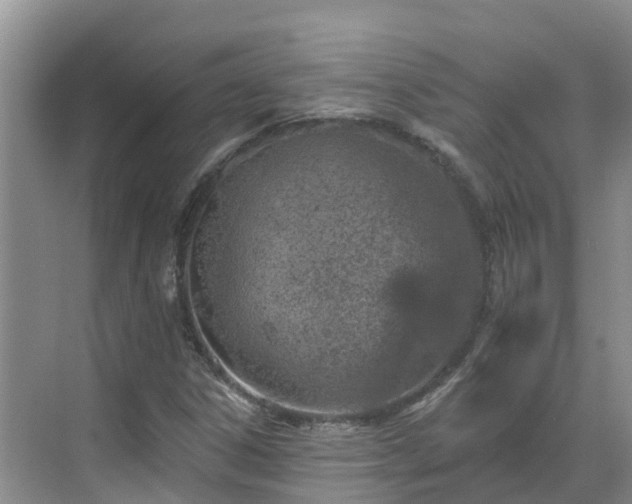 X0000068841306200605081229