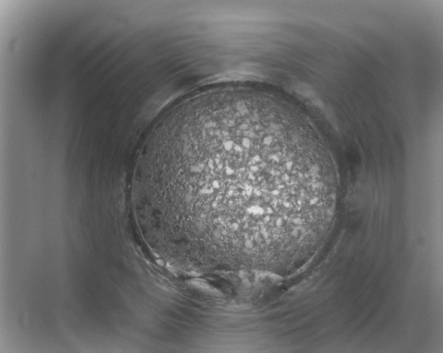 X0000068841313200605081229