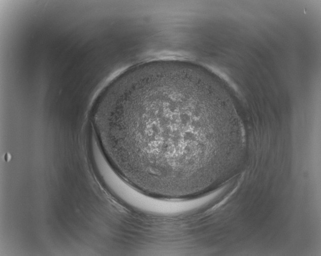 X0000068841317200605081229