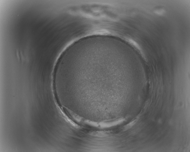 X0000068841326200605081229