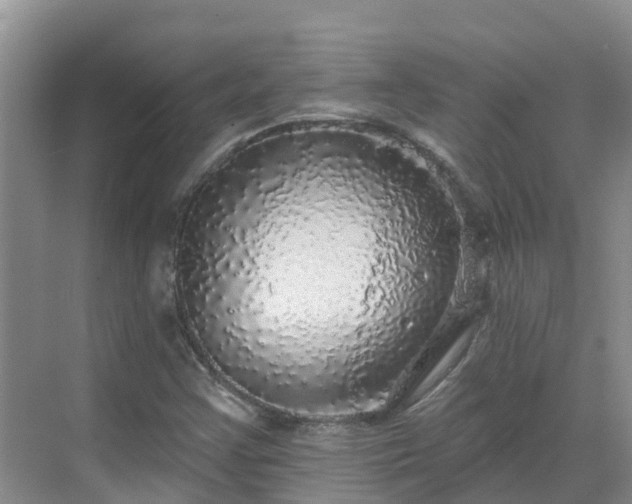 X0000068841355200605081228