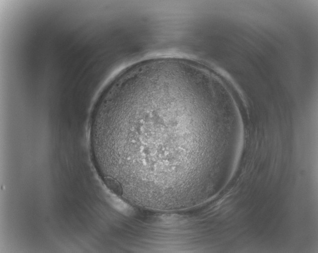 X0000068841416200605081227