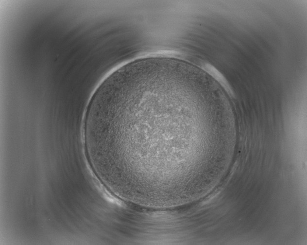 X0000068841436200605081228