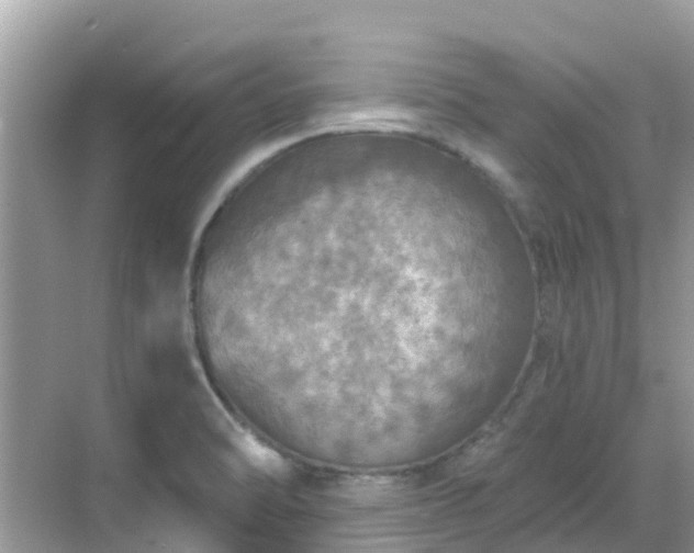 X0000068841470200605081226