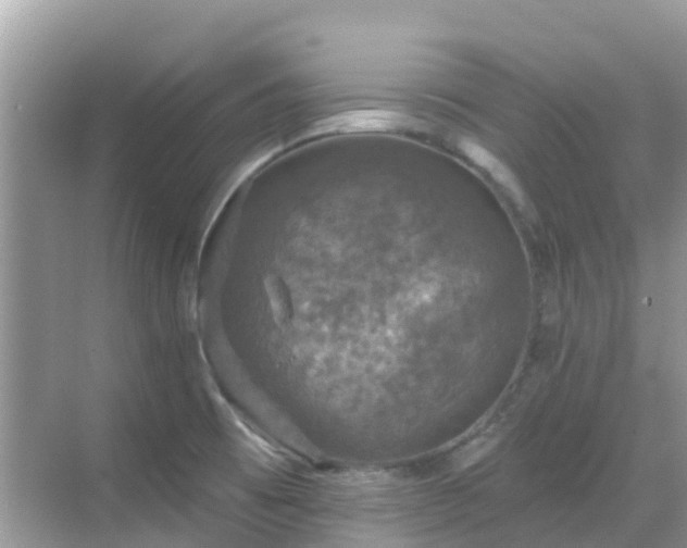 X0000068841473200605081226