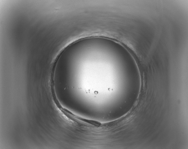 X0000068841500200605081226