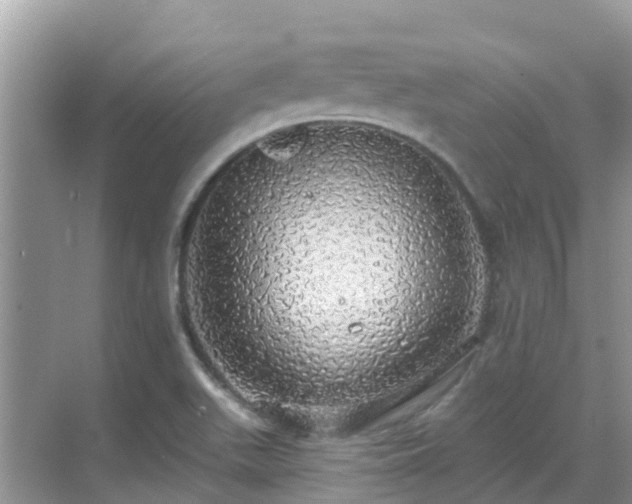 X0000068841511200605081226