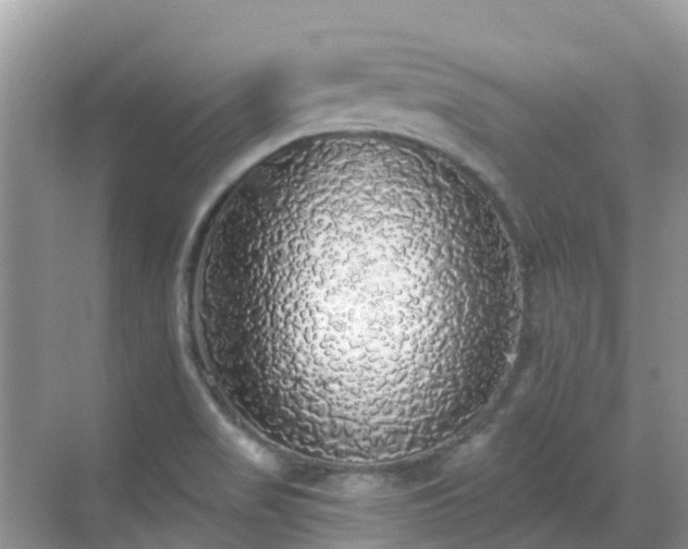 X0000068841517200605081226