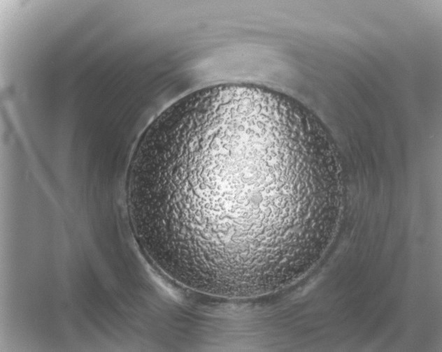 X0000068841521200605081226